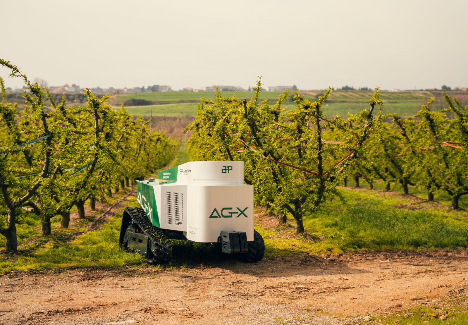 El robot AG-X entre dues files de fruiters